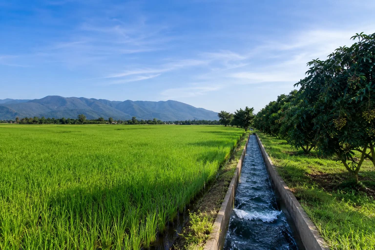ที่ดินดอยสะเก็ด 5 ไร่ ติดลำเหมือง พร้อมสวนลำไย