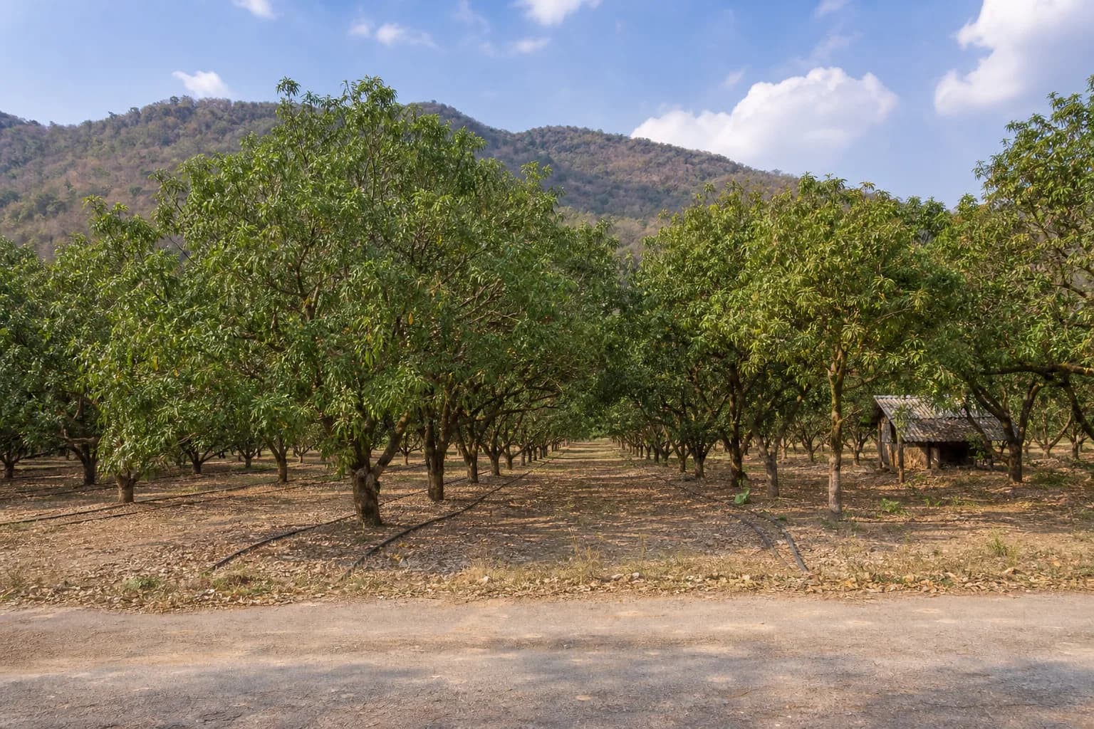 ที่ดินดอยสะเก็ด 5 ไร่ พร้อมสวนลำไย รูปที่ 1