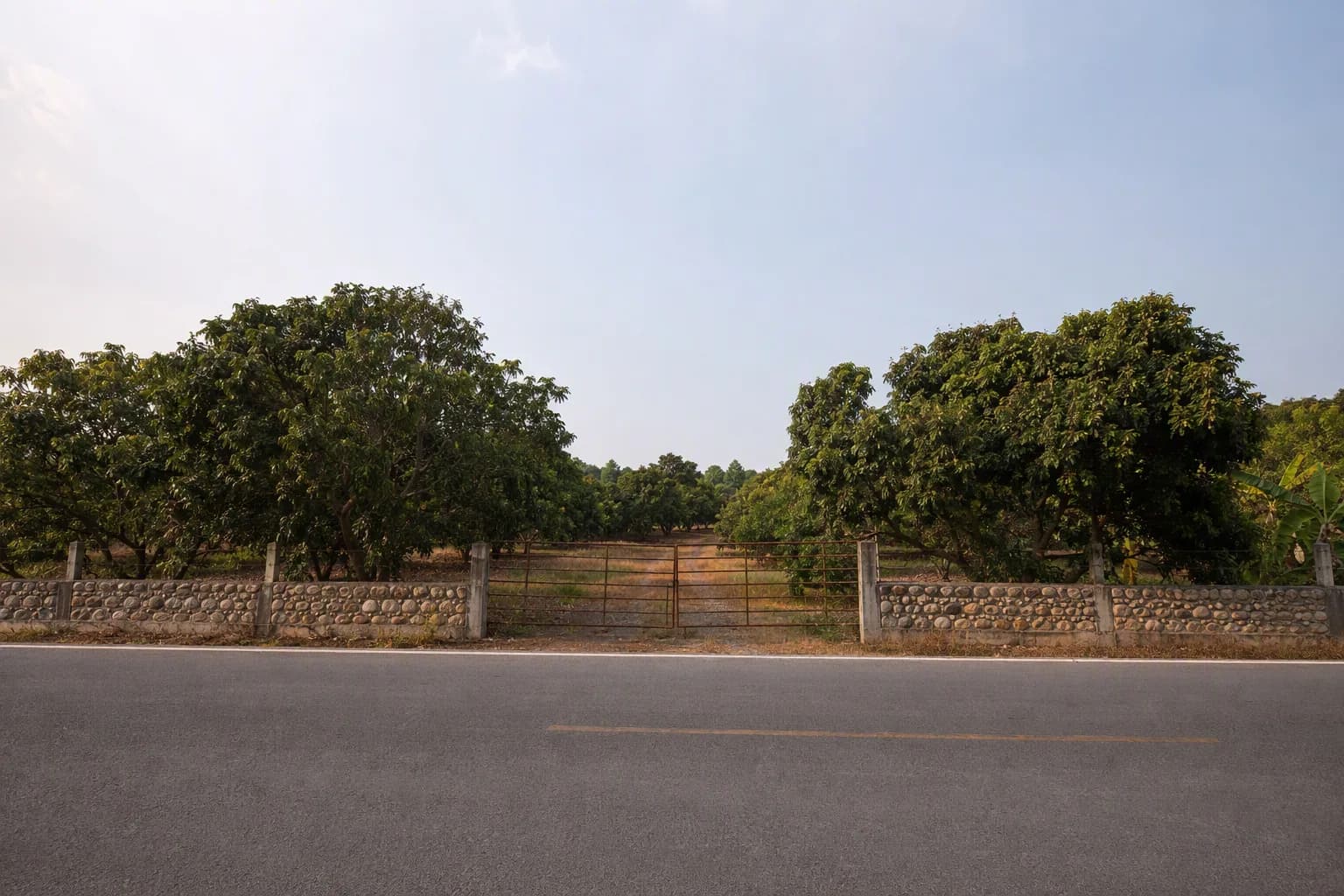 ที่ดินป่าซาง 3 ไร่ สวนลำไยติดถนน รูปที่ 1