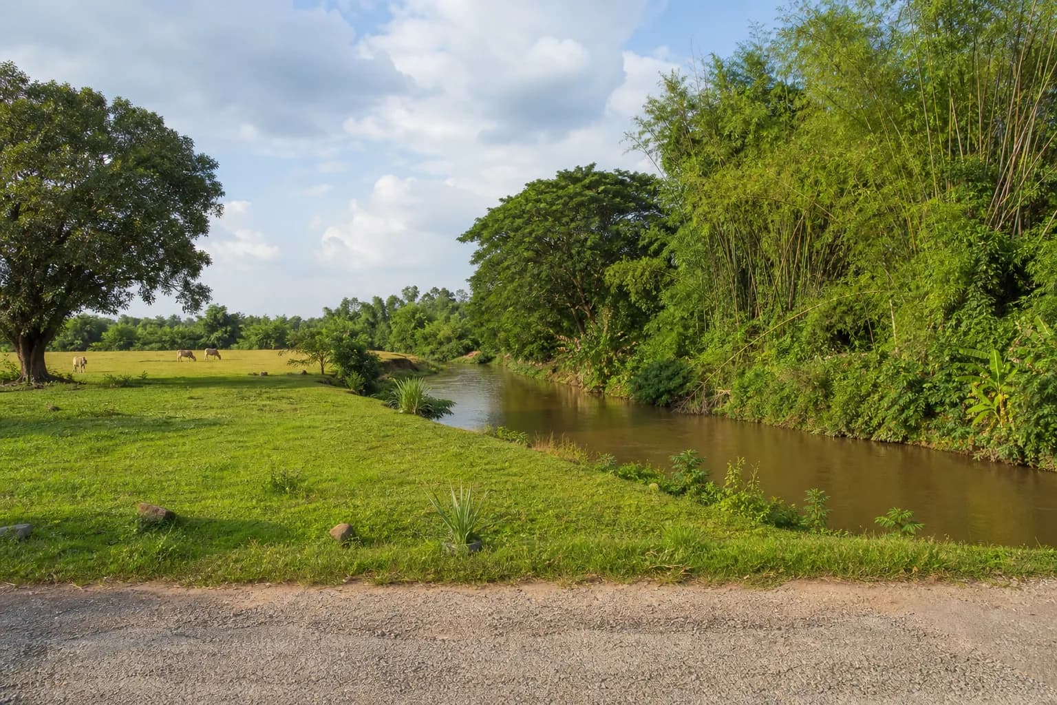 ที่ดินแม่ทา 6 ไร่ ติดลำน้ำแม่ทา รูปที่ 1